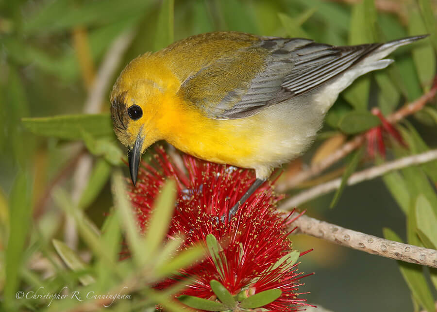 Male Prothonotary Warbler on Bottlebrush Tree Flower, Catholic Cemetery, Daupin Island, Alabama