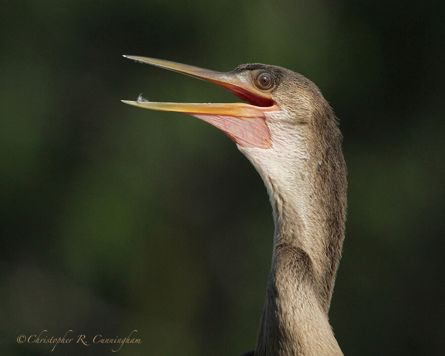 Portrait: Female Anhinga, Elm Lake, Brazos Bend State Park, Texas