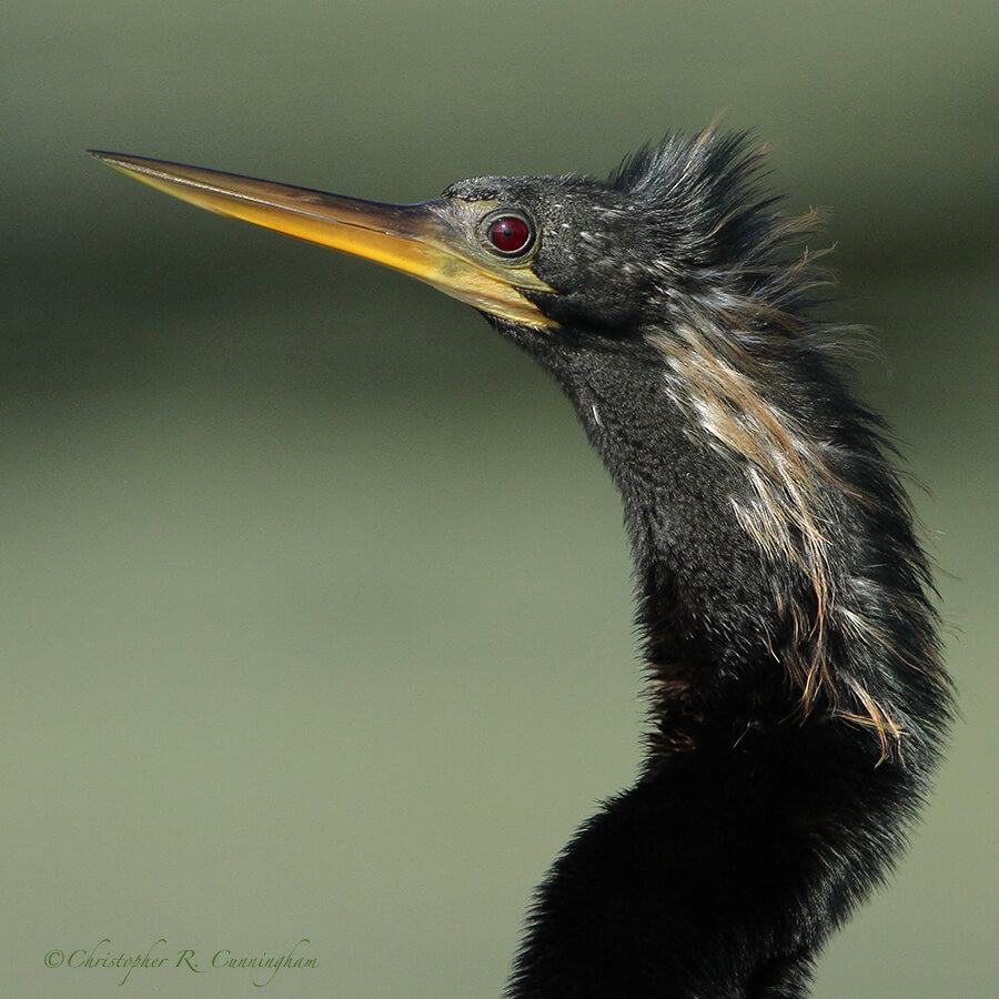 Male Anhinga, Elm Lake, Brazos Bend State Park, Texas