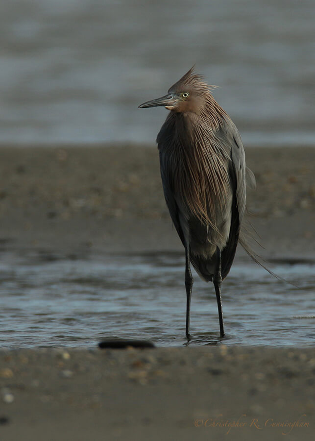 Reddish Egret in tidal channel, East Beach, Galveston Island, Texas