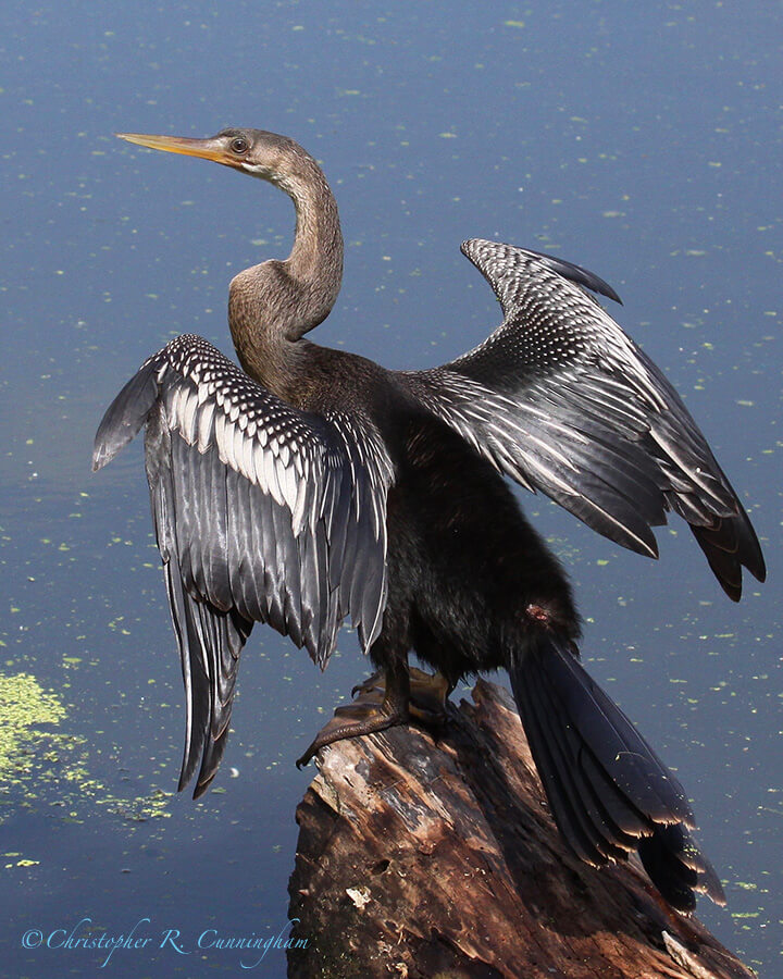 Sunning Female Anhinga, Elm Lake, Brazos Bend State Park, Texas