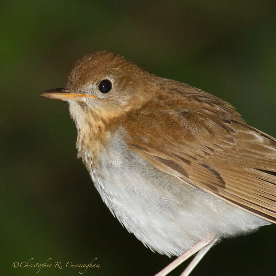 Veery, Lafitte's Cove, Galveston Island, Texas