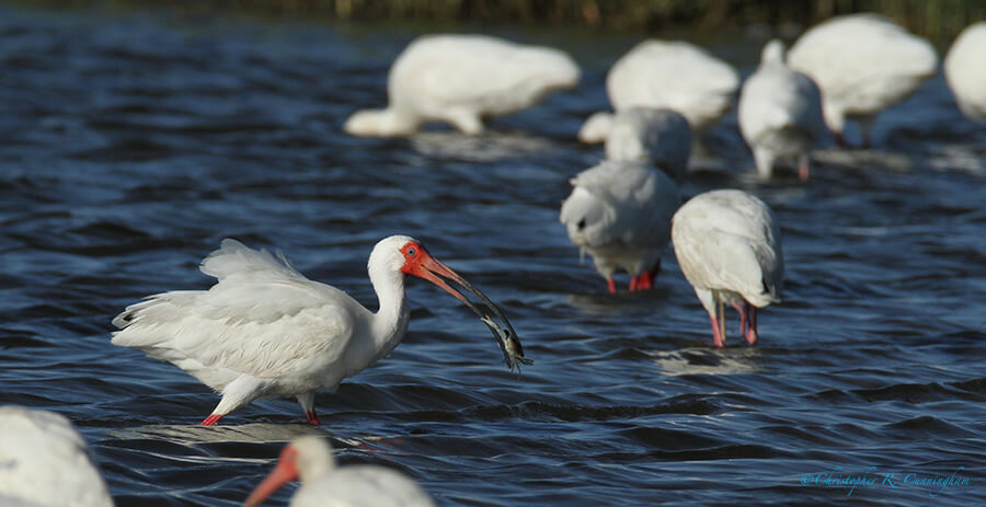White Ibis in Breeding Colors with blue crab, East End, Galveston Island, Texas