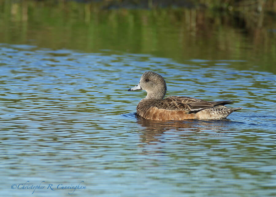 American Wigeon Hen. Lafitte's Cove, Galveston Island, Texas