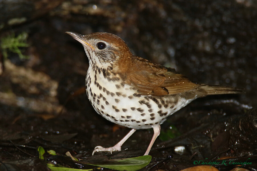 Wood Thrush, Lafitte's Cove, Galveston Island, Texas