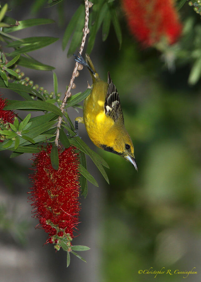 Young Male Orchard Oriole, Lafitte's Cove, Galveston Island, Texas