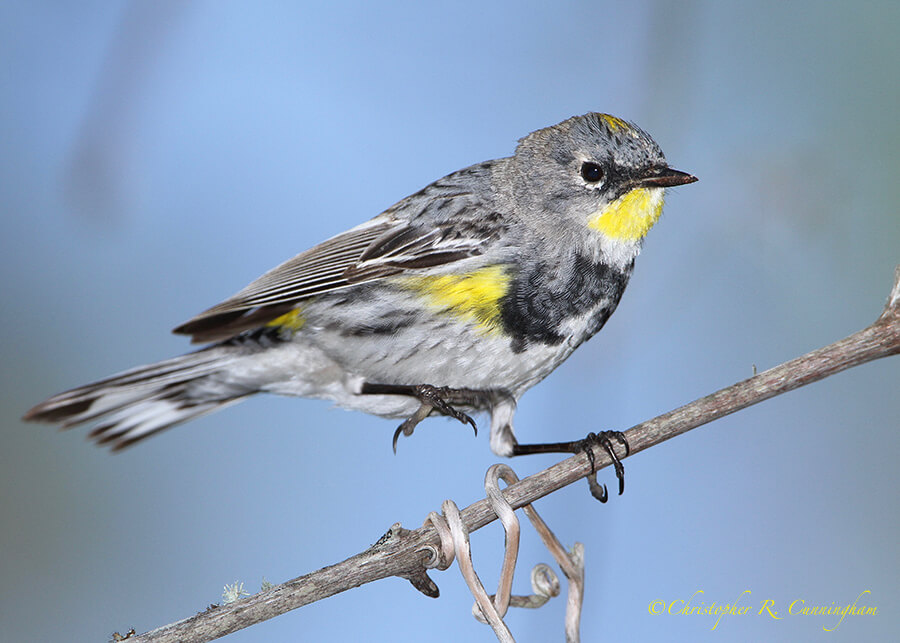 Audubon's Warbler, Lafitte's Cove, Galveston Island, Texas