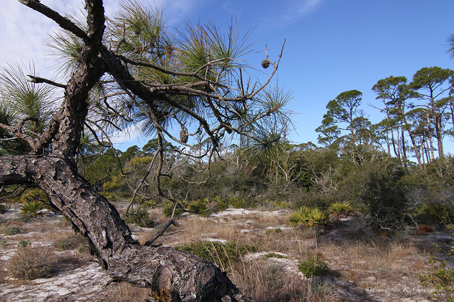 Back beach, Audubon Sanctuary, Dauphin Island, Alabama