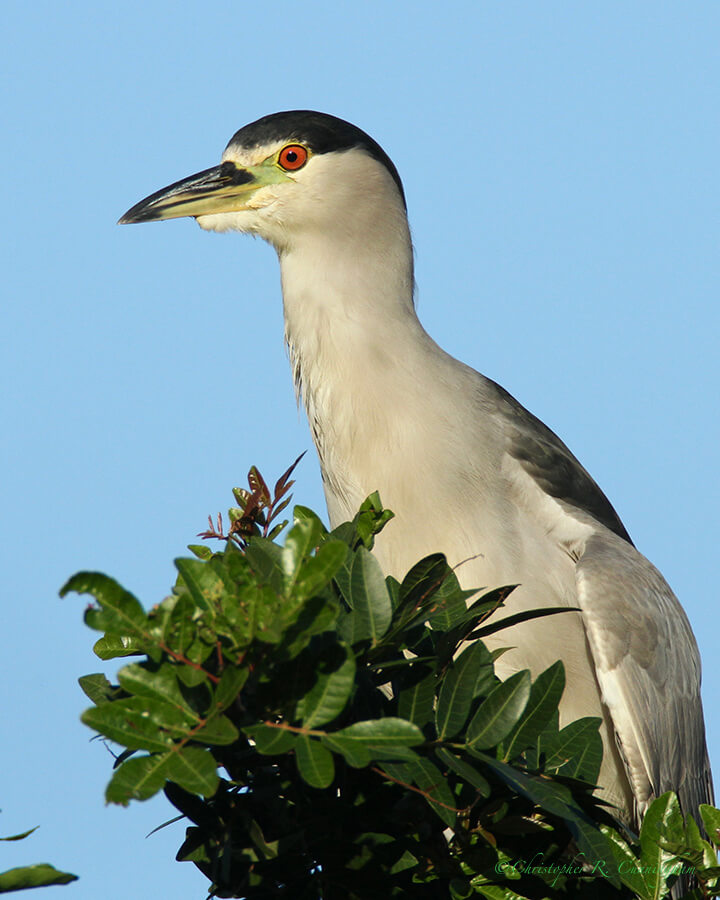 Black-crowned Night-Heron, Paradise Pond, Mustang Island, Texas