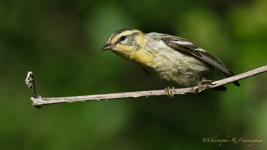 Blackburnian Warbler, Lafitte's Cove, Galveston Island, Texas