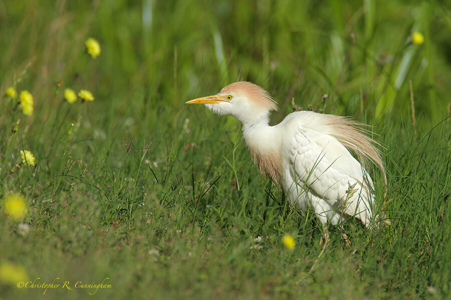 Cattle Egret in Breeding Colors among Wildflowers, Elm Lake, Brazos Bend State Park, Texas
