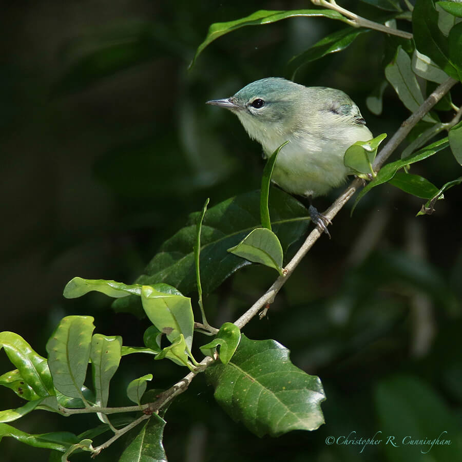 Cerulean Warbler, Lafitte's Cove, Galveston Island, Texas