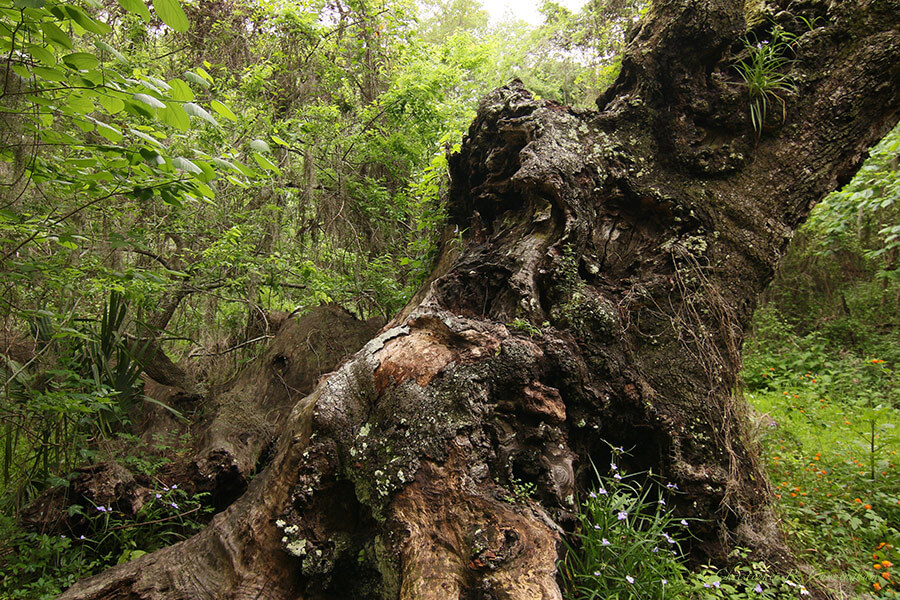 Oak Tree, Shell Mound Park, Dauphin Island, Alabama