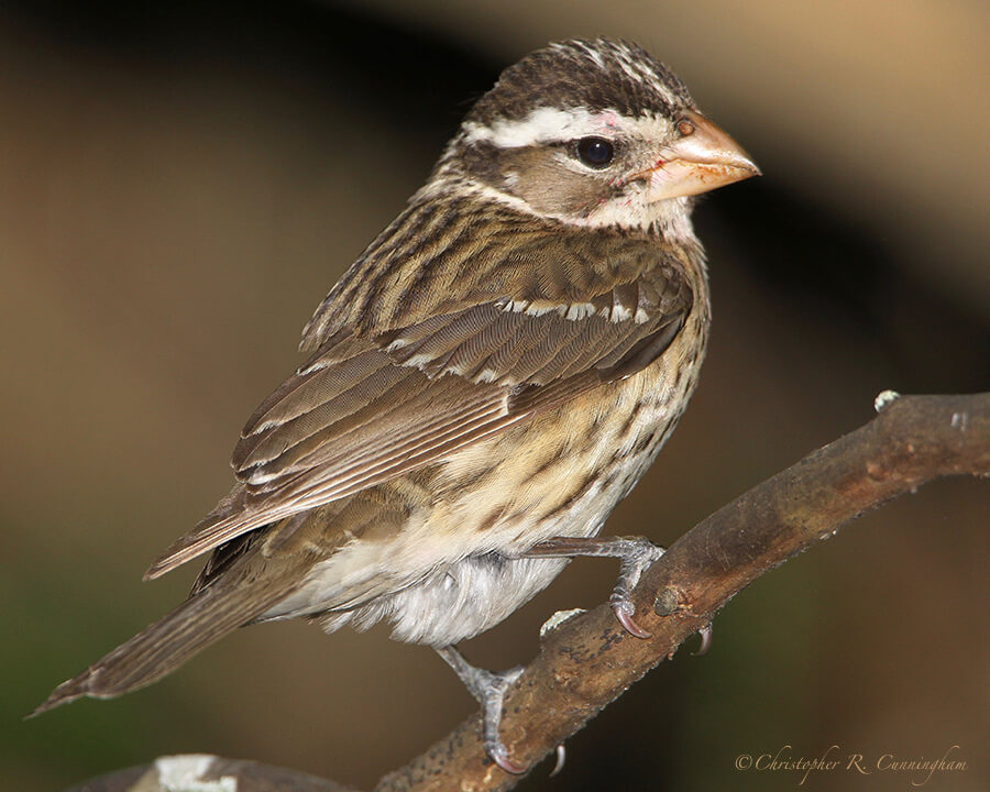 Female Rose-breasted Grosbeak, Lafitte's Cove, Galveston Island, Texas