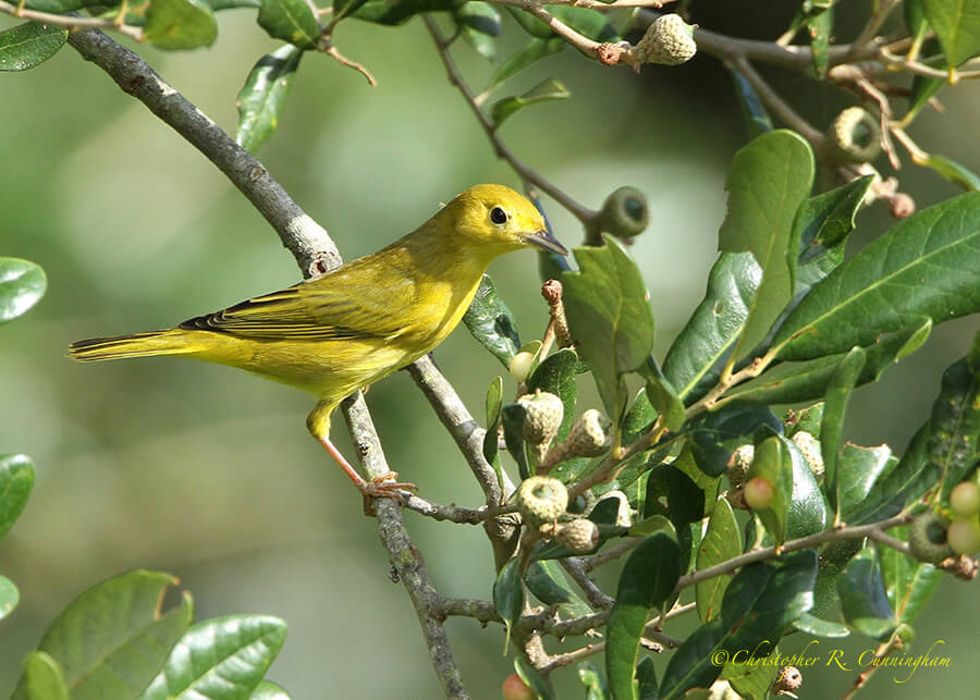 Female Yellow Warbler on Oak during fall migration, Sabine Woods, Texas