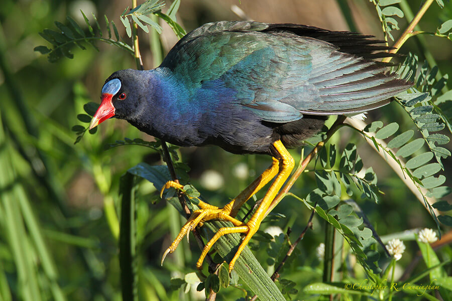 Purple Gallinule, Pilant lake, Brazos Bend State Park, Texas