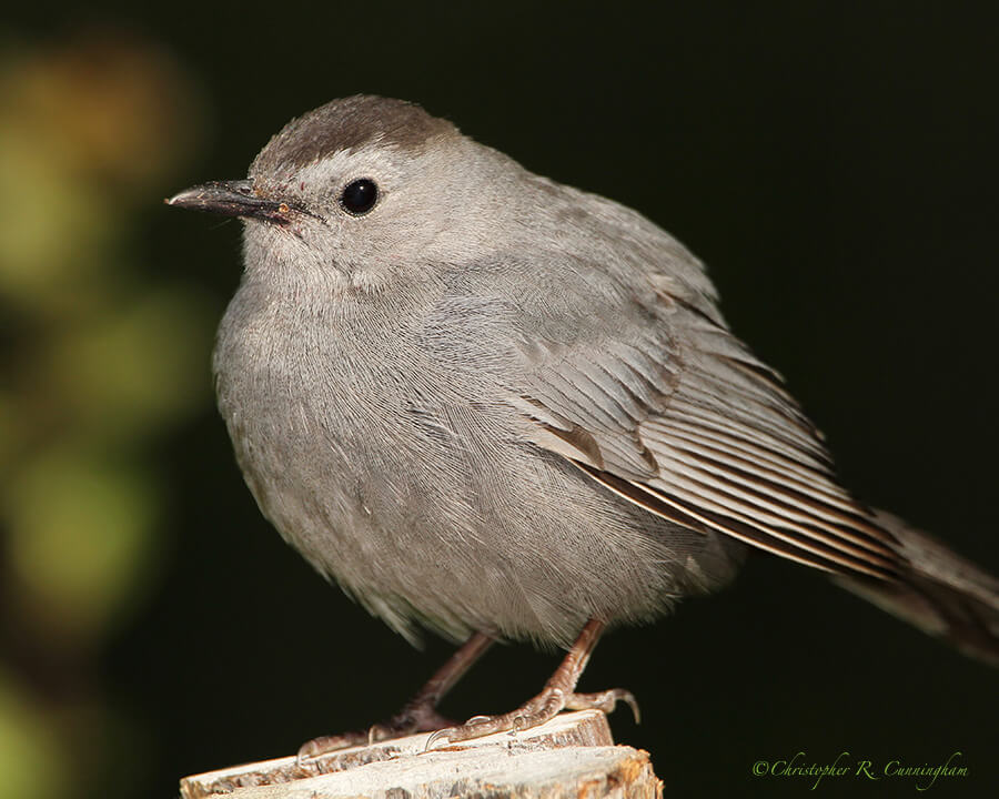 Gray Catbird, Lafitte's Cove, Galveston Island, Texas.