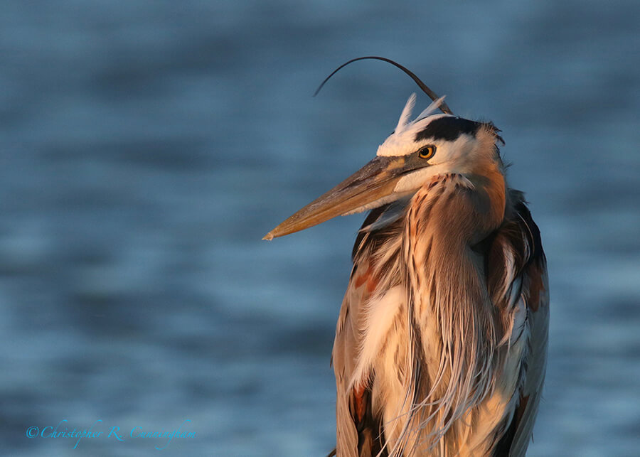 Great Blue Heron, Dauphin Island, Alabama