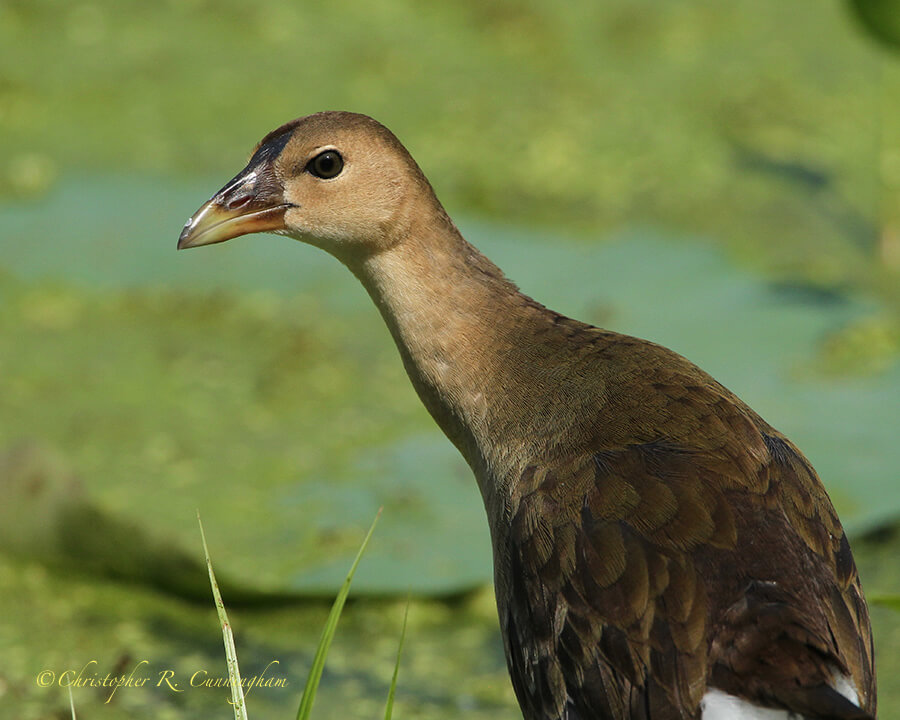 Immature Purple Gallinule, Elm Lake, Brazos Bend State Park, Texas