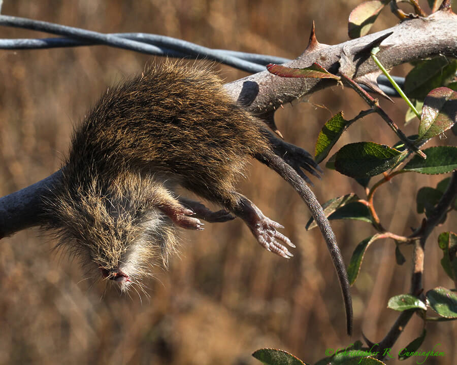 Impaled Mouse, Sabine Woods, Texas