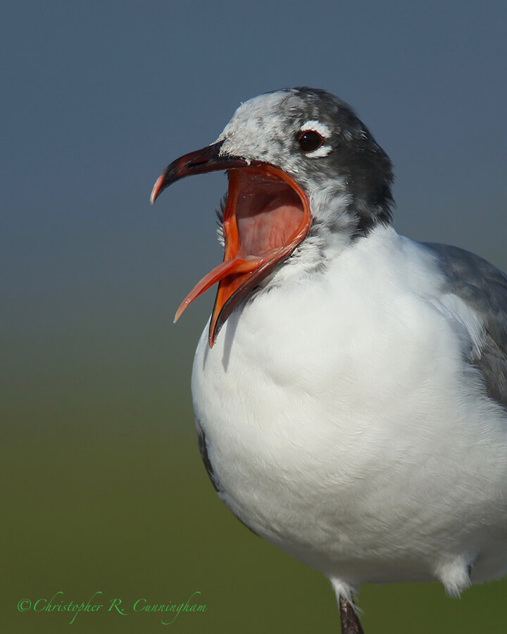 Hear ye! Hear ye! The Two Shutterbirds are pooped! Laughing Gull, Surfside Jetty Park, Texas