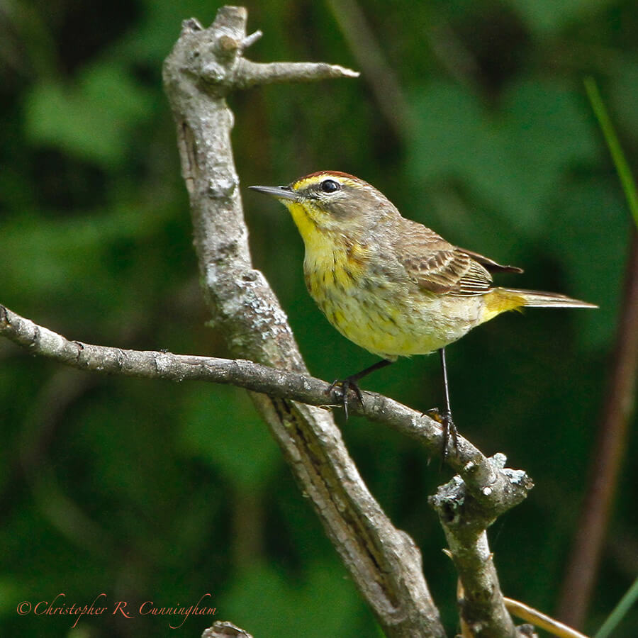 Male Palm Warbler, Sabine Woods Sanctuary, Texas