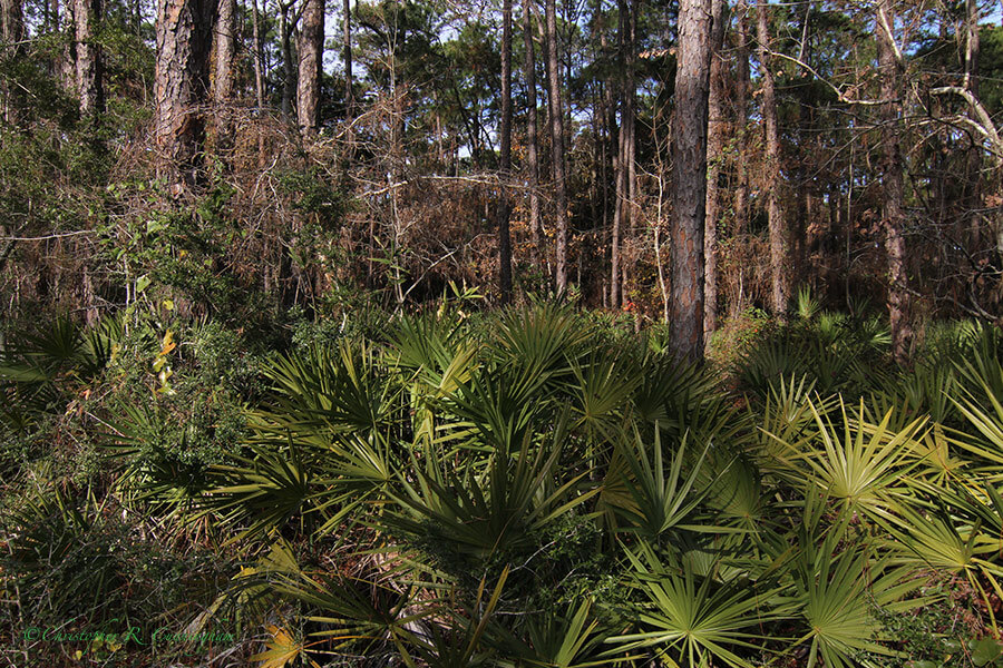 Conifer forest with Palmetto understory, Audubon Sanctuary, Dauphin Island, Alabama