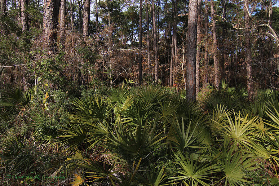 Conifer forest with Palmetto understory, Audubon Sanctuary, Dauphin Island, Alabama
