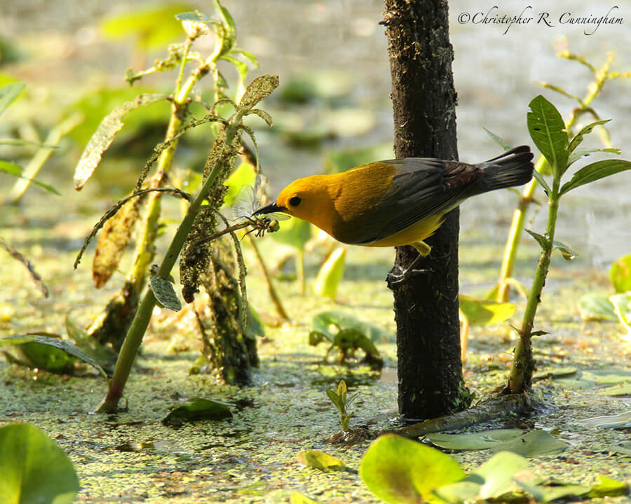 Prothonotary Warbler with Dragonfly, Pilant Slough, Brazos Bend State Park, Texas