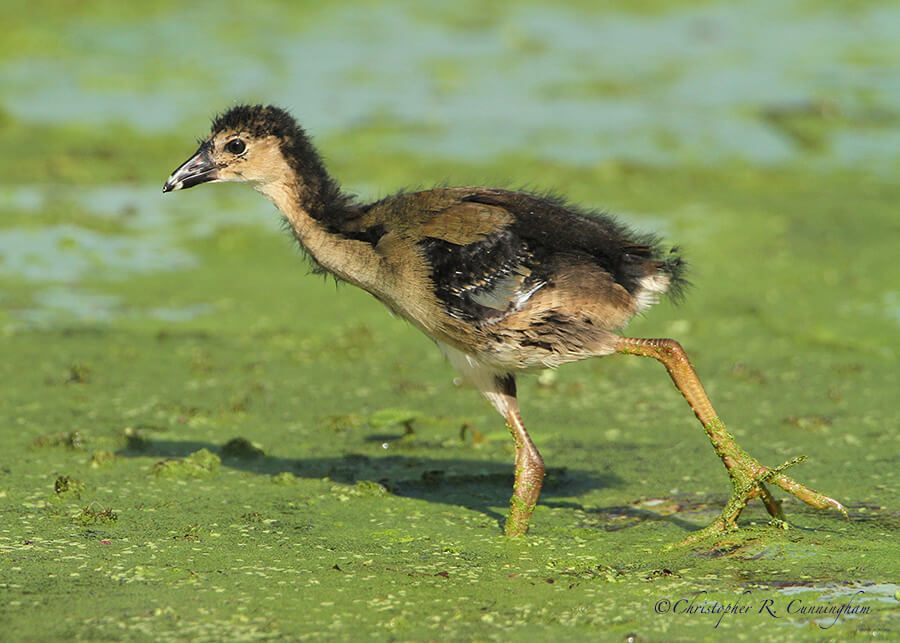 Purple Gallinule Chick, Elm Lake, Brazos Bend State Park, Texas