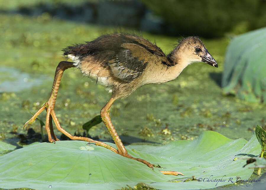 Purple Gallinule Chick, Elm Lake, Brazos Bend State Park, Texas