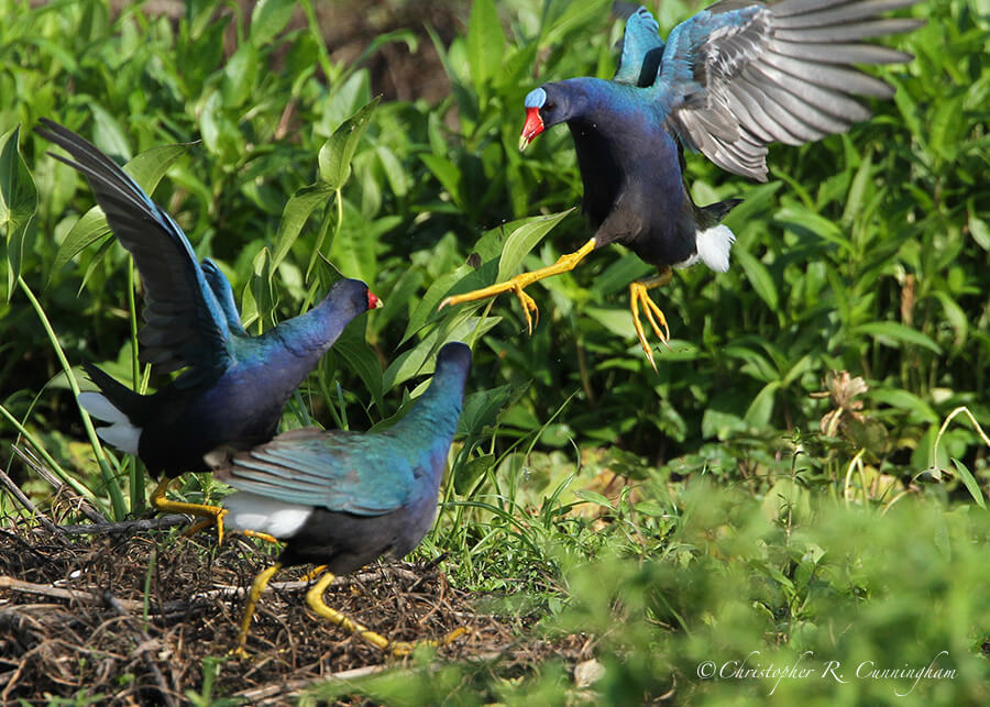 Purple Gallinule Brawl, Pilant Lake, Brazos Bend State Park, Texas