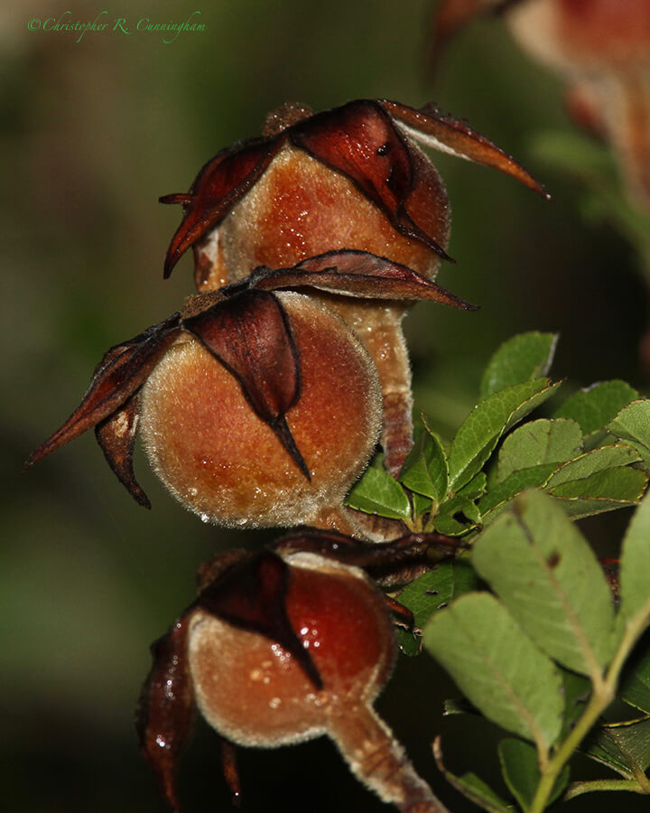 Rose-hips, Lafitte's Cove, Galveston island, Texas