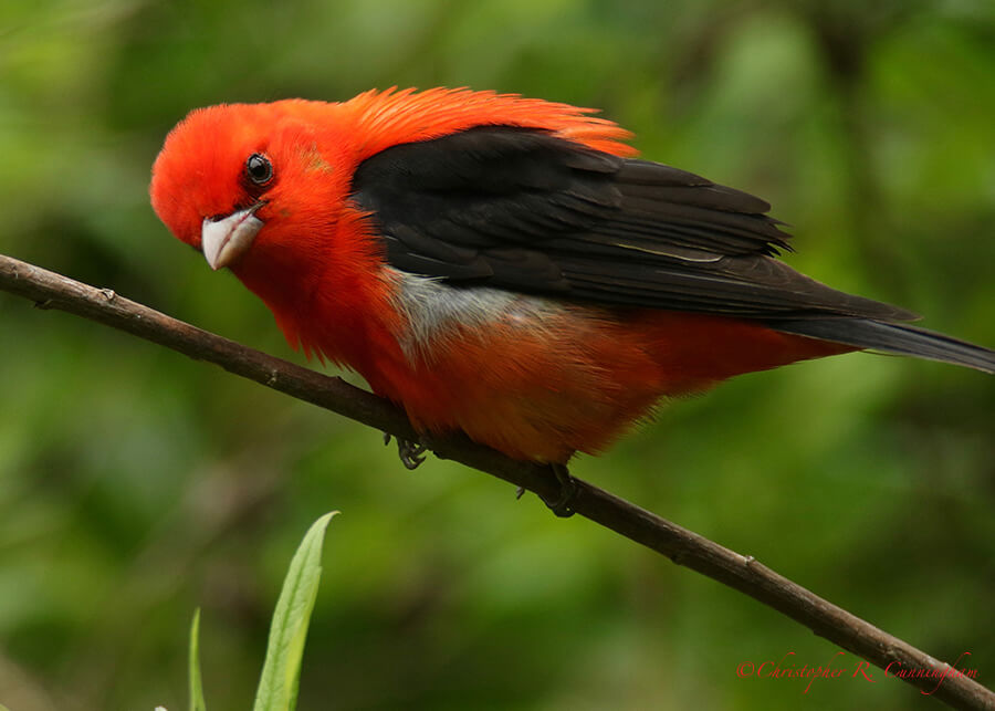 Male Scarlet Tanager, Shell Mound Park, Dauphin Island, Alabama