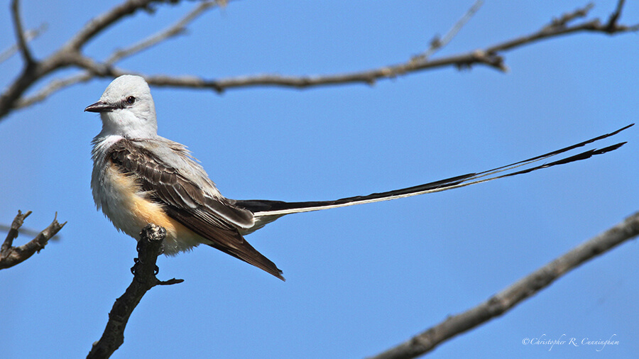 Scissor-tailed Flycatcher, Pelican Island, Texas