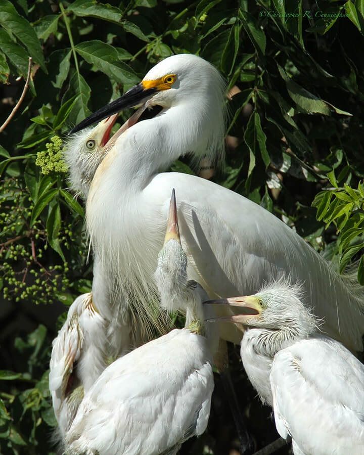 Snowy Egret with Chicks, Smith Oaks Rookery, High Island, Texas