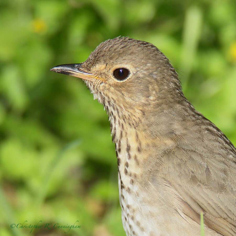 Swainson's Thrush, Quintana Neotropical Bird Sanctuary, Quintana, Texas