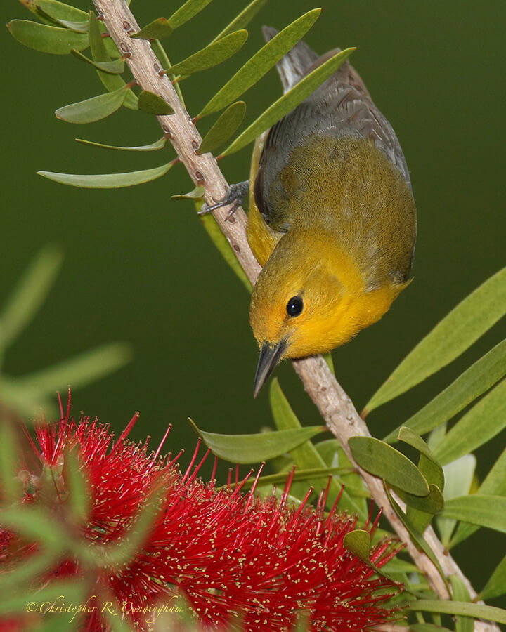 Prothonotary Warbler on Bottlebrush tree, Catholic Cemetery, Dauphin Island, Alabama