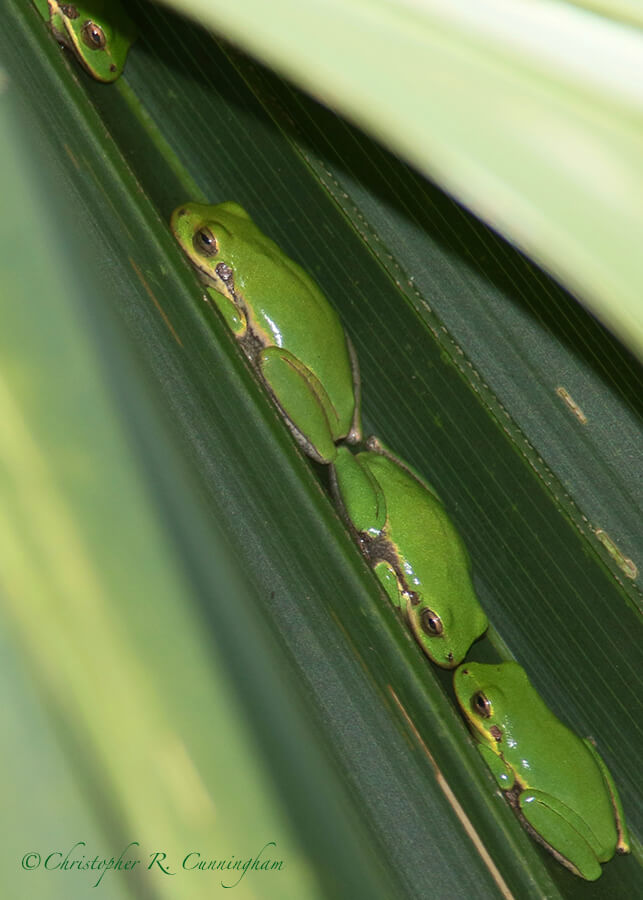 Treefrogs Inside Palmetto Frond, Lafitte's Cove, Galveston Island, Texas