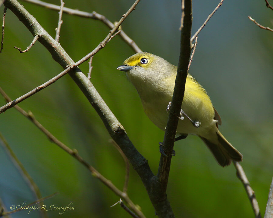 White-eyed Vireo, Lafitte's Cove, Galveston Island, Texas