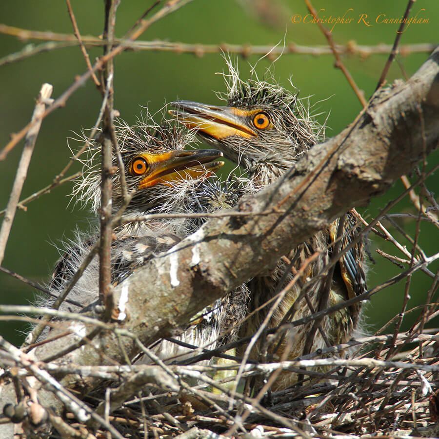 Yellow-crowned Night-Heron Nestlings, Pilant Lake, Brazos Bend State Park, Texas