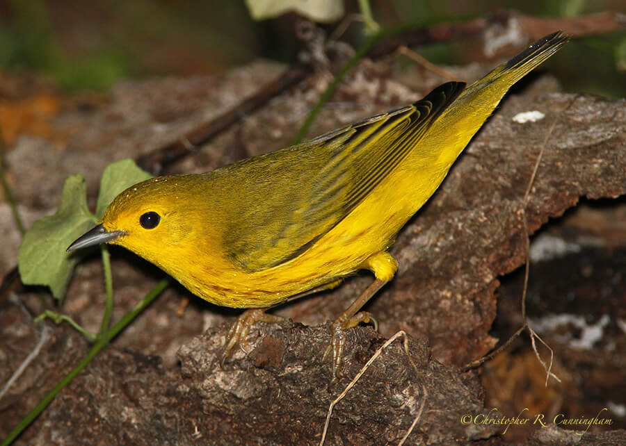 Male Yellow Warbler, Lafitte's Cove, Galveston Island, Texas