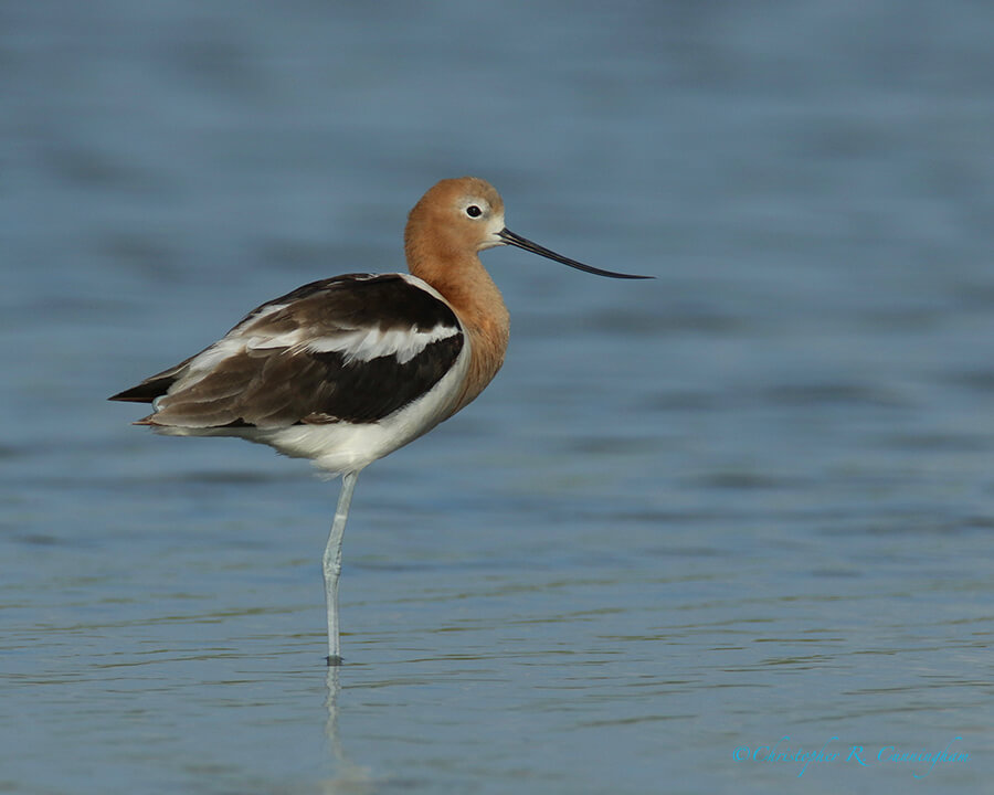 American Avocet in Breeding Color, East Beach, Galveston Island, Texas