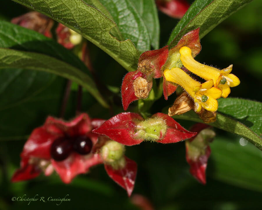 Bearberry Honeysuckle, Azalea Park, Brookings, Oregon