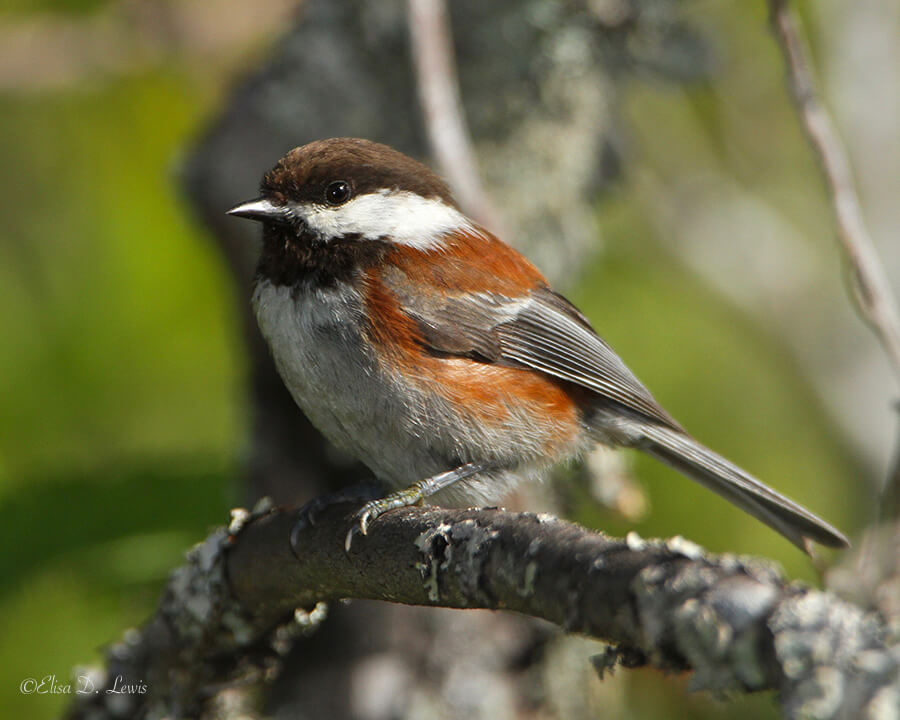 Chestnut-backed Chickadee, Azeala Park, Brookings, Oregon