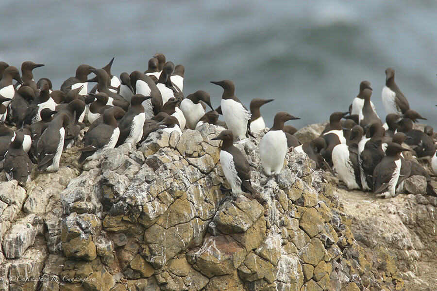 Common Murre Colony, Yaquina Head, Oregon