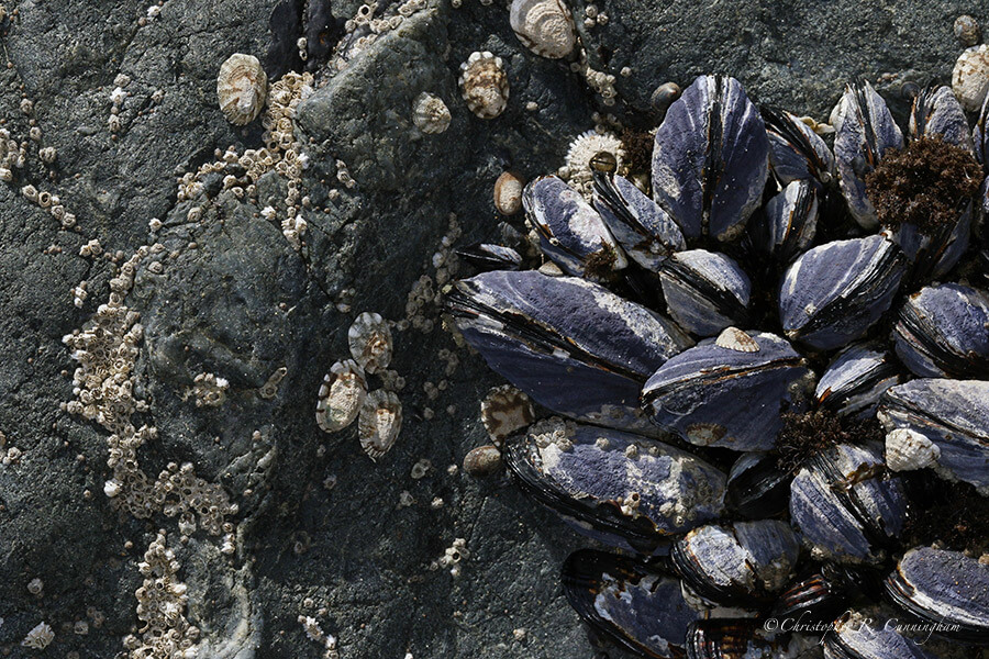 Encrustaceans: mussels, barnacles, limpets, Oregon