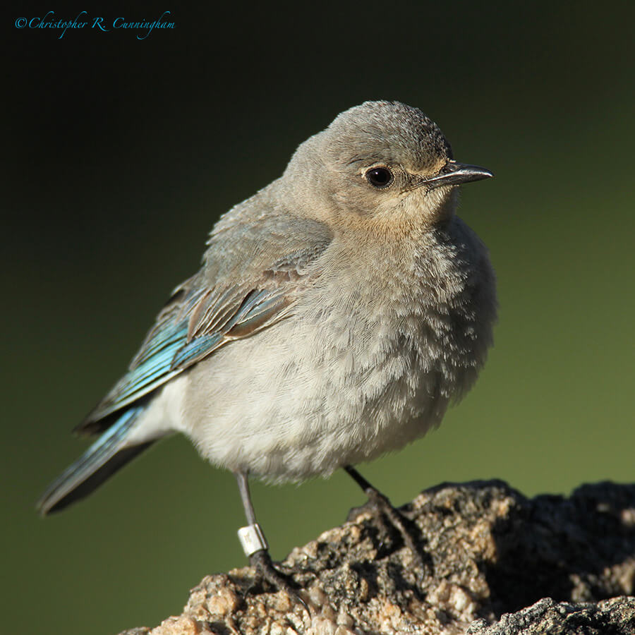 Female Mountain Bluebird, near "the tree," Beaver Meadows, Rocky Mountain National Park, Colorado