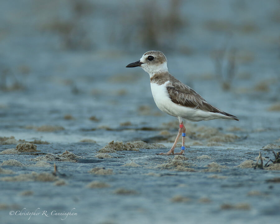 Female Wilson's Plover, East Beach, Galveston Island, Texas