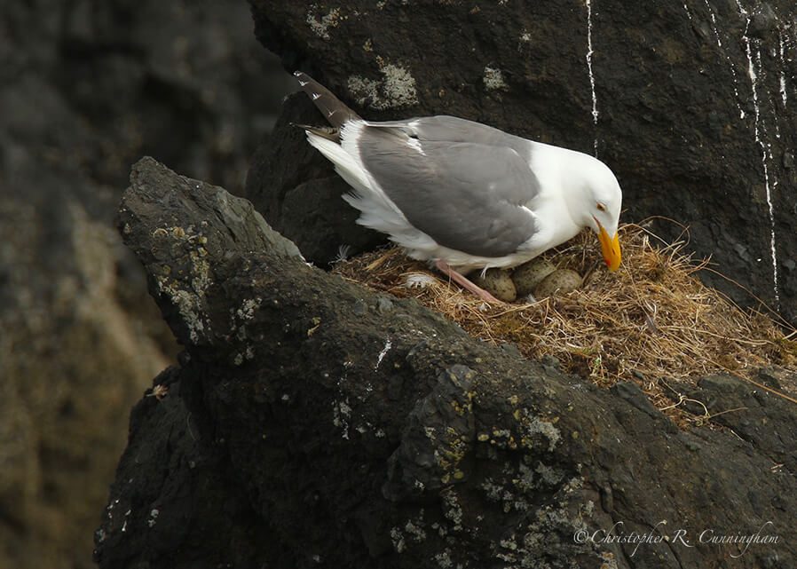 Glaucous-Winged Gull on Nest, Yaquina Head Outstanding Natural Area, Oregon